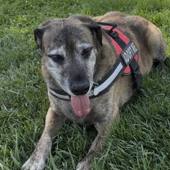 JD -  German Shepherd Dog and Labrador Retriever Dog for Adoption in Pahrump, Nevada - JD | PetCurious