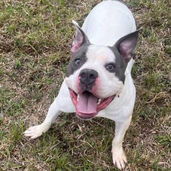 Rescue Mixed Breed Dogs for Adoption in Blairsville, Georgia - Buddy Boy | PetCurious
