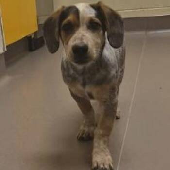 Beagle and Cattle Dog Dogs Available for Adoption in Norman, Oklahoma - Fernando | PetCurious