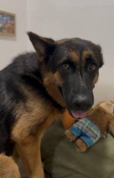 Meadow -  German Shepherd Dog Dog for Adoption in Palm Desert, California - Meadow | PetCurious