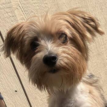 Mork -  Yorkshire Terrier Dog for Adoption in Broken Arrow, Oklahoma - Mork | PetCurious