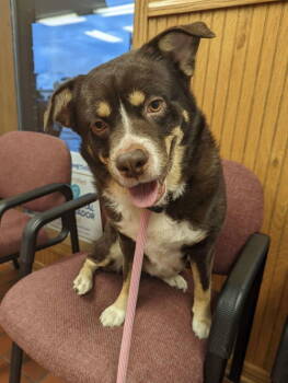 Rescue Australian Shepherd and Terrier Dogs for Adoption in Council Bluffs, Iowa - Rico | PetCurious