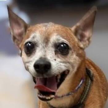 Peanut -  Chihuahua Dog for Adoption in Brenham, Texas - Peanut | PetCurious