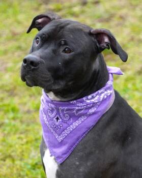 Rescue Pit Bull Terrier Dogs for Adoption in Grants Pass, Oregon - Tuxedo | PetCurious