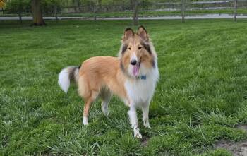 Murray -  Rough Collie Dog for Adoption in Lisle, Illinois - Murray | PetCurious