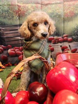 Rescue Poodle Dogs for Adoption in Lee