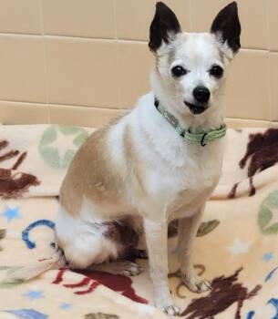 Chihuahua Dogs Available for Adoption in Albuquerque, New Mexico - Terry | PetCurious