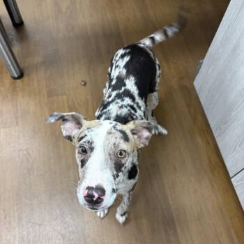 Sprinkle -  Australian Cattle Dog Blue Heeler and Shepherd Dog for Adoption in Beaumont, Texas - Sprinkle | PetCurious