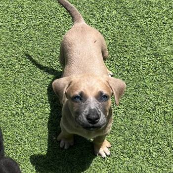 Dublin 6605 -  Black Labrador Retriever Dog Available for Adoption in Loxahatchee Groves, Florida - Dublin 6605 | PetCurious