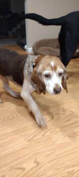 Mags (Maggie) -  Beagle Dog for Adoption in Lockport, New York - Mags (Maggie) | PetCurious