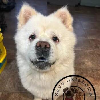 Rescue Chow Chow Dogs for Adoption in Piedmont, Oklahoma - Chuck | PetCurious