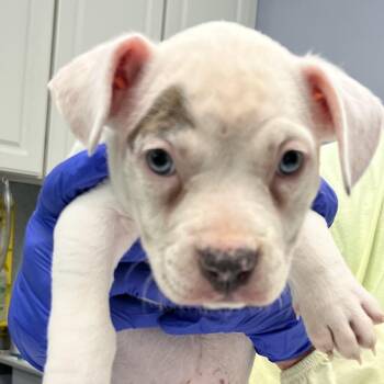 American Bully Dogs Available for Adoption in Maynardville, Tennessee - Meisha | PetCurious