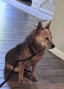 Australian Cattle Dog Blue Heeler Dogs Available for Adoption in Providence Forge, Virginia - Hank | PetCurious