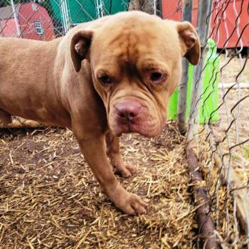 American Bulldog Dogs Available for Adoption in Westminster, Maryland - Drake | PetCurious