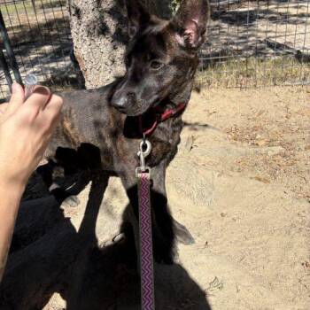 Ursula -  Dutch Shepherd and Labrador Retriever Dog for Adoption in Sanford, North Carolina - Ursula | PetCurious