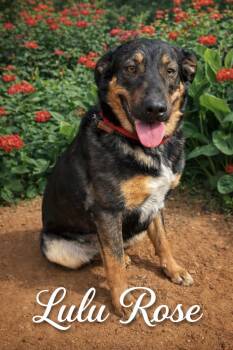 Rottweiler and Shepherd Dogs Available for Adoption - Lulu Rose  | PetCurious