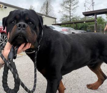 Rottweiler Dogs Available for Adoption in Polk, Ohio - Tyler | PetCurious