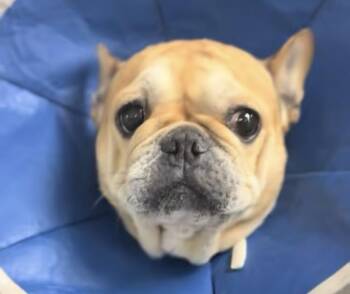 ellie -  French Bulldog Dog for Adoption in Ventura, California - Ellie | PetCurious