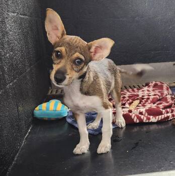 Gizmo -  Chihuahua and Terrier Dog for Adoption in Siloam Springs, Arkansas - Gizmo | PetCurious