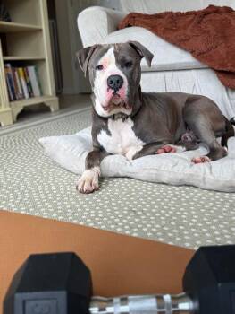 Saturn -  American Staffordshire Terrier Dog for Adoption in Saluda, Virginia - Saturn | PetCurious