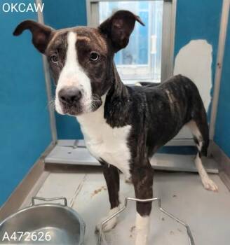 MYSSI -  American Bulldog and Mixed Breed Dog for Adoption in Oklahoma City, Oklahoma - MYSSI | PetCurious
