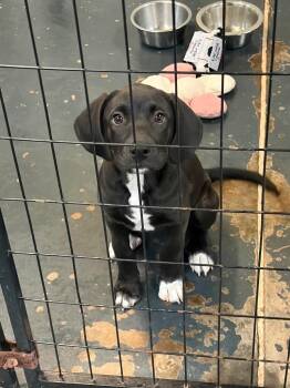 Velma -  Labrador Retriever and Mixed Breed Dog for Adoption in St. Augustine, Florida - Velma | PetCurious