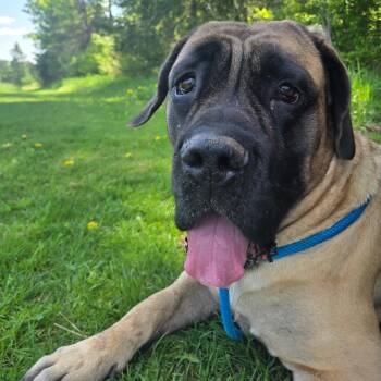 Honey -  Mastiff Dog for Adoption in Park Falls, Wisconsin - Honey | PetCurious