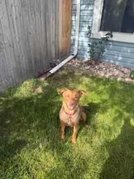 Bailey -  Golden Retriever and Shepherd Dog for Adoption in Denver, Colorado - Bailey | PetCurious