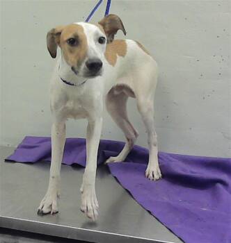 JAX -  Staffordshire Bull Terrier and Mixed Breed Dog for Adoption in Houston, Texas - JAX | PetCurious