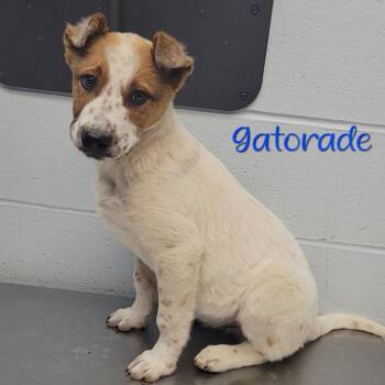 Cattle Dog Dogs Available for Adoption in Parkersburg, West Virginia - Gatorade | PetCurious