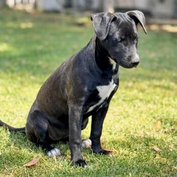 Australian Kelpie and Black Labrador Retriever Dogs Available for Adoption - Zoe | PetCurious