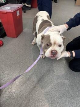 Mixed Breed Dogs Available for Adoption - Apollo | PetCurious