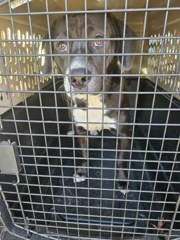 Mixed Breed Dogs Available for Adoption - Beans | PetCurious