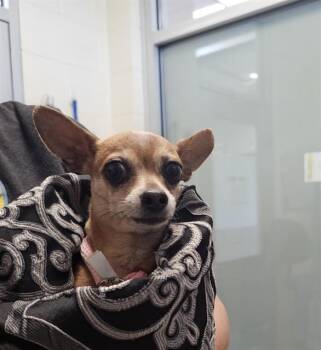 Chihuahua Dogs Available for Adoption in Pueblo, Colorado - EDNA | PetCurious