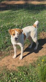 Mixed Breed Dogs Available for Adoption in Taycheedah, Wisconsin - Luna | PetCurious