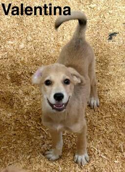 Valentina -  Labrador Retriever and Golden Retriever Dog for Adoption in New Baltimore, Michigan - Valentina | PetCurious