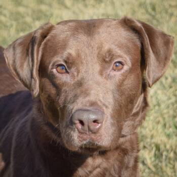 Chocolate Labrador Retriever Dogs Available for Adoption - Luke | PetCurious