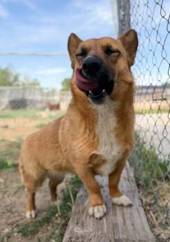 Tickles -  Corgi and Mixed Breed Dog Available for Adoption in Severance, Colorado - Tickles | PetCurious