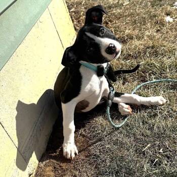 Lucy -  Pit Bull Terrier and Mixed Breed Dog Available for Adoption in Alma, Wisconsin - Lucy | PetCurious
