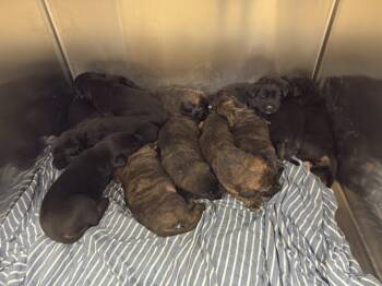 German Shepherd Dog and Australian Shepherd Dogs Available for Adoption in Riverside, California - A1912051 | PetCurious