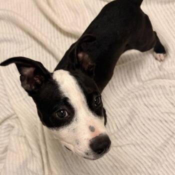 Sparkle -  Pit Bull Terrier Dog for Adoption in Burlingame, California - Sparkle | PetCurious