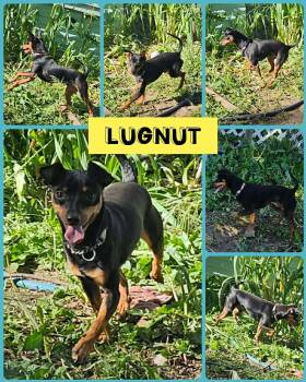 Lugnut -  Miniature Pinscher Dog for Adoption in Eugene, Oregon - Lugnut | PetCurious