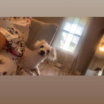 Q-Tip -  Bichon Frise Dog for Adoption in Dayton, Ohio - Q-Tip | PetCurious