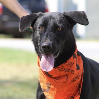 Houdini -  Shepherd Dog for Adoption in Columbia, South Carolina - Houdini | PetCurious