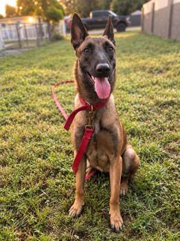 Valerie - Foster in Florida -  Belgian Shepherd Malinois Dog for Adoption in Imlay City, Michigan - Valerie - Foster In Florida | PetCurious