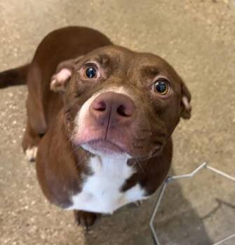 Hathor -  Pit Bull Terrier Dog for Adoption in Cleveland, Ohio - Hathor | PetCurious