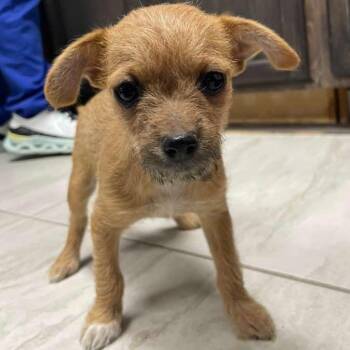 Churrito -  Chihuahua Dog for Adoption in Laredo, Texas - Churrito | PetCurious