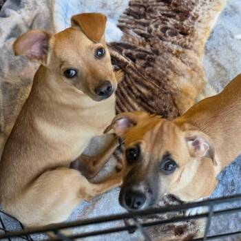 Fruitloop -  Chihuahua and Mixed Breed Dog for Adoption in TIMBERCRK CYN, Texas - Fruitloop | PetCurious
