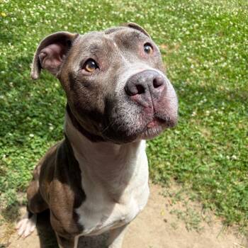 Buddy -  Pit Bull Terrier Dog for Adoption in Ridgely, Maryland - Buddy | PetCurious