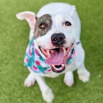 Snow -  Mixed Breed Dog for Adoption in Largo, Florida - Snow | PetCurious